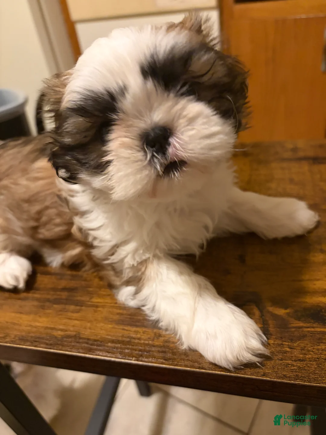 Shih Tzu dogs for sale: Shih Tzu Puppy 3 - Ad 1