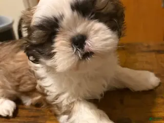 Shih Tzu dogs Shih Tzu Puppy 3 - Ad 29