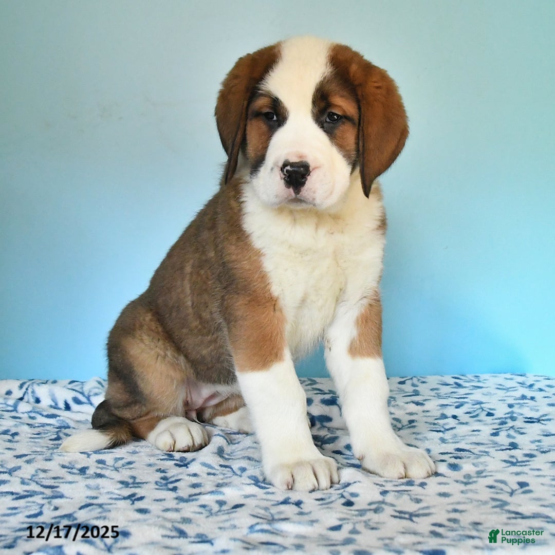 Mixed Breed dogs for sale: Bree - Ad 2
