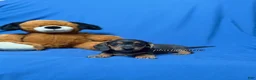 Miniature Dachshund dogs for sale: Smooth coat black & tan male AKC  - Ad 4