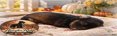Akc Dark Salt and Pepper 