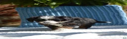 Mini Bernedoodle dogs for sale: Rory - Ad 3