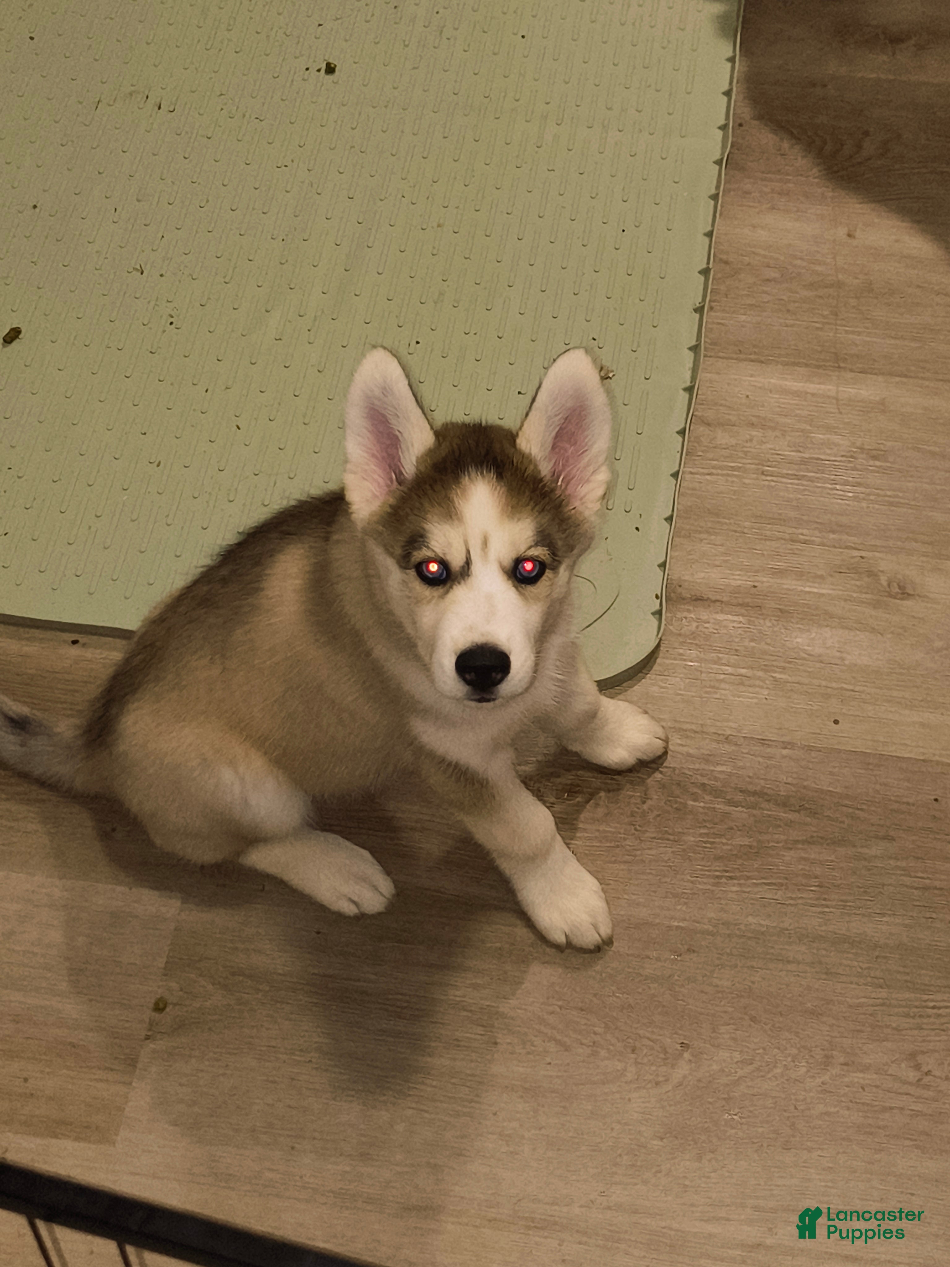 Siberian Husky dogs Siberian Husky 3 - Ad 2