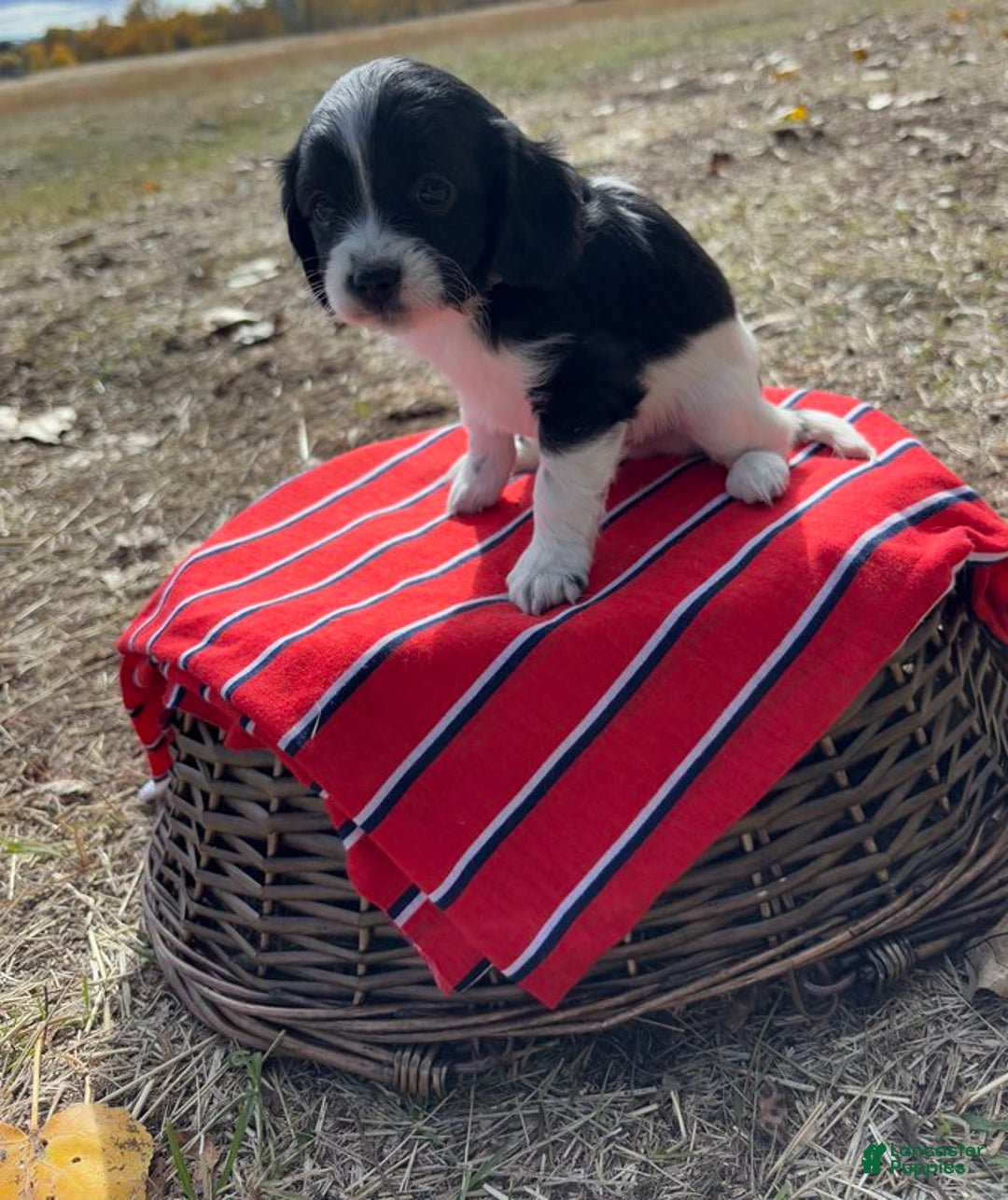 Cavapoo dogs for sale: Tater - Ad 2