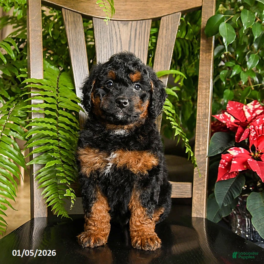 Mini Bernedoodle dogs for sale: Topher - Ad 3