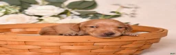 Miniature Dachshund dogs for sale: Chai - Ad 2