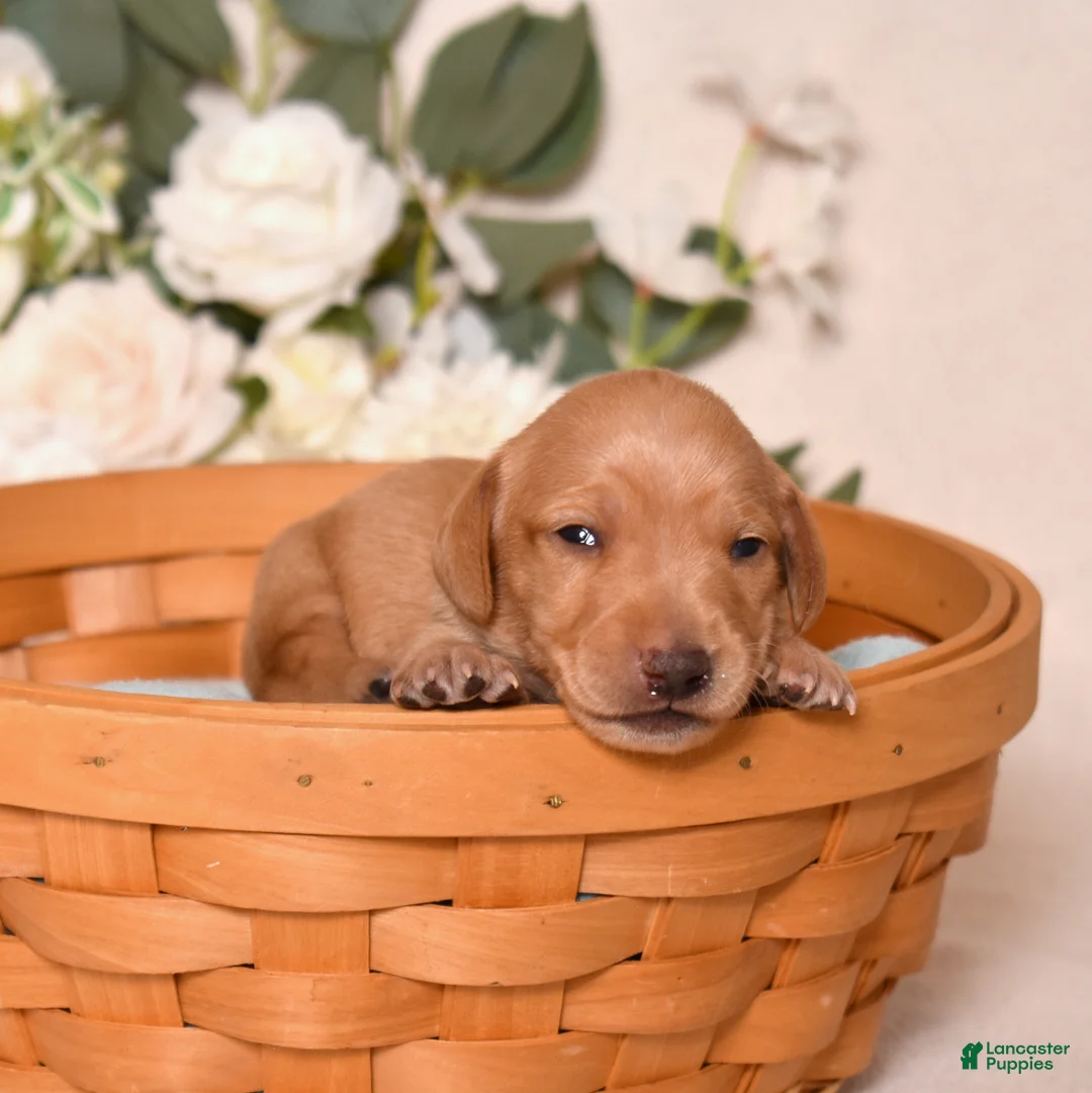 Miniature Dachshund dogs for sale: Chai - Ad 2