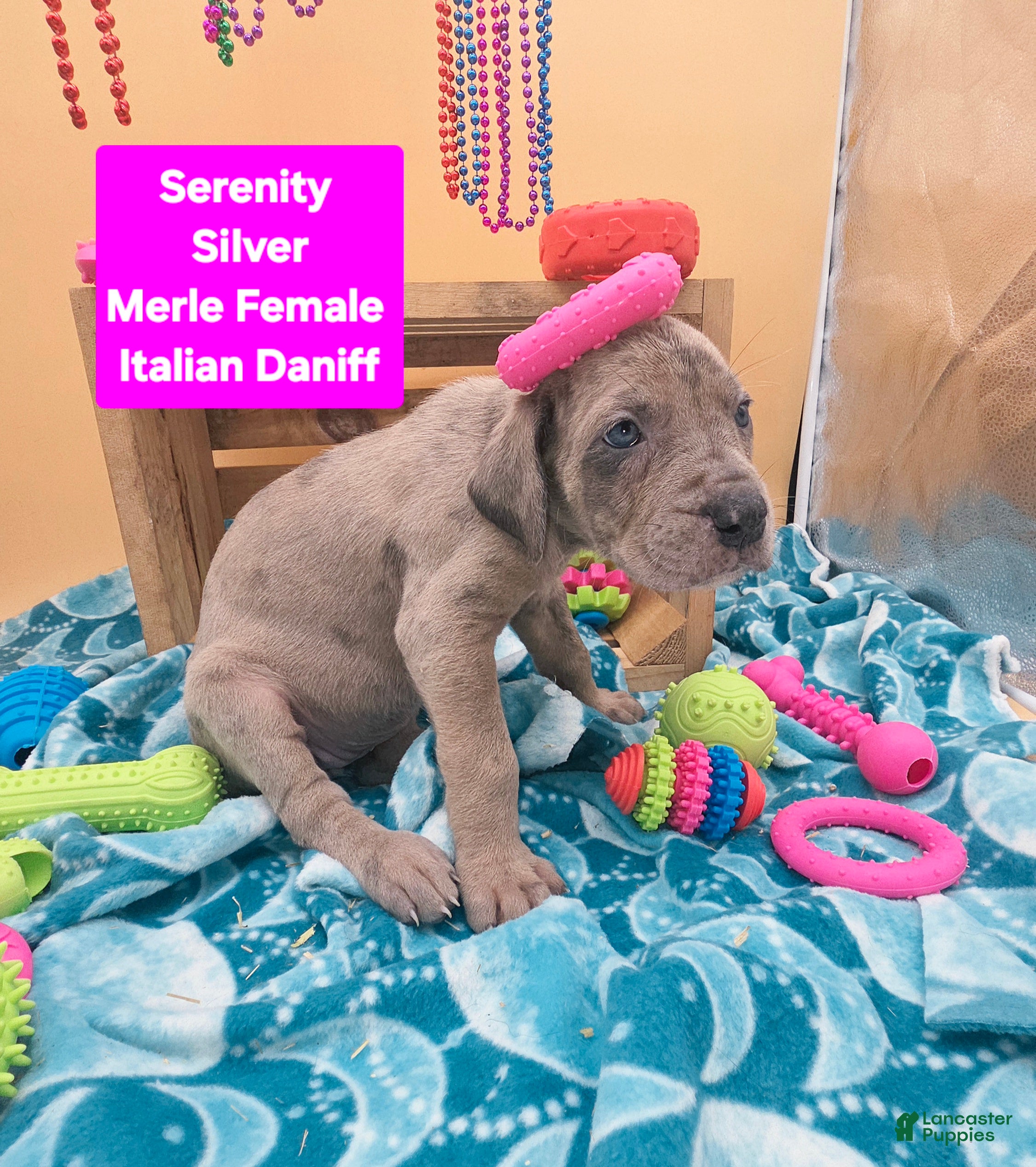 Daniff dogs Serenity  - Ad 2