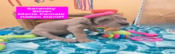 Daniff dogs for sale: Serenity  - Ad 2