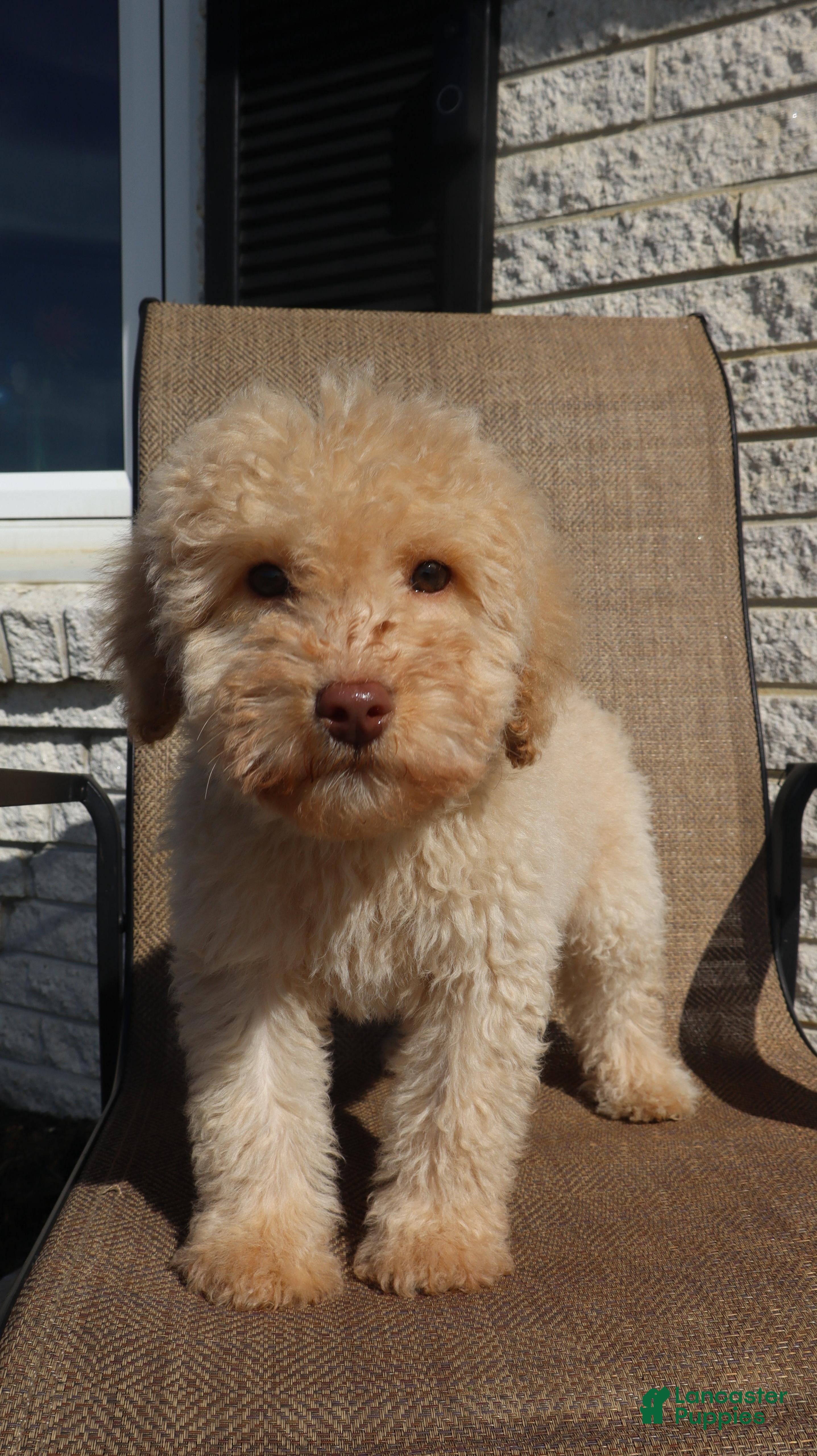 Mini Goldendoodle dogs Mini Goldendoodle Sheep - Ad 4