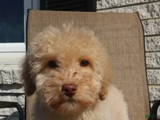 Mini Goldendoodle dogs Mini Goldendoodle Sheep - Ad 4