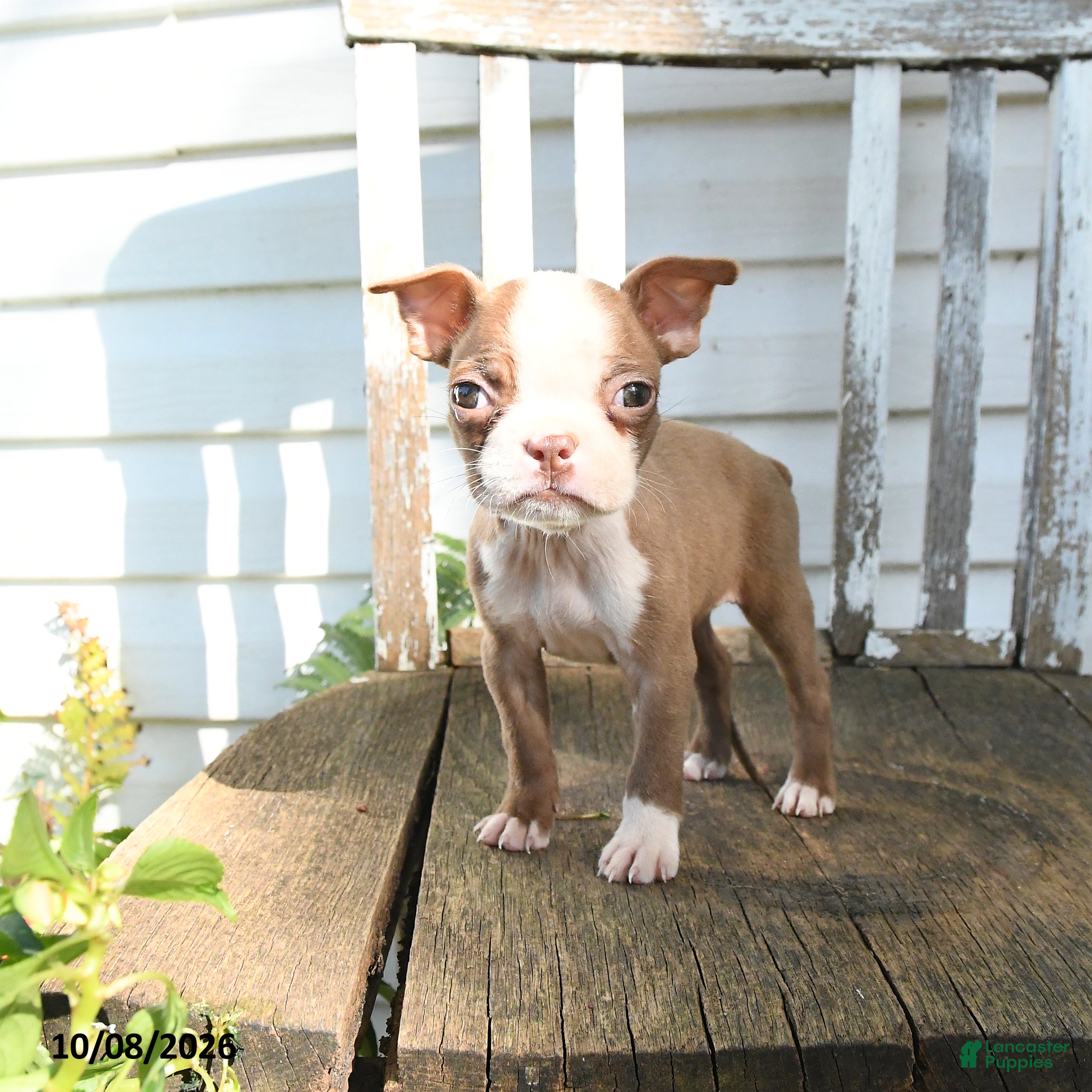Boston Terrier dogs Celeste - Ad 2