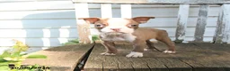 Boston Terrier dogs for sale: Celeste - Ad 2