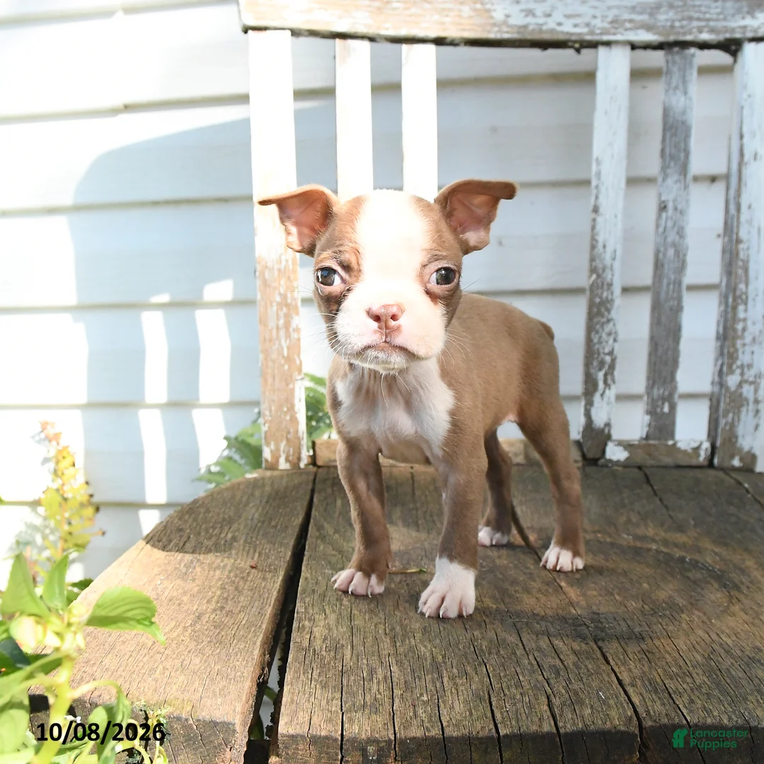 Boston Terrier dogs for sale: Celeste - Ad 2