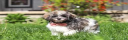Havanese dogs for sale: Susie - Ad 4