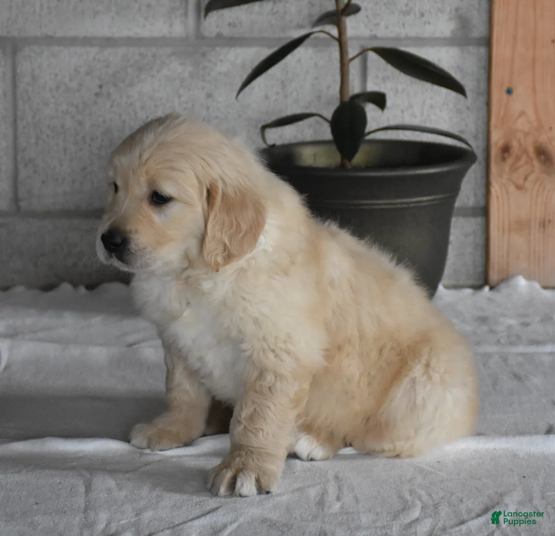 Golden Retriever dogs for sale: Harley  Genetic/OFA - Ad 8