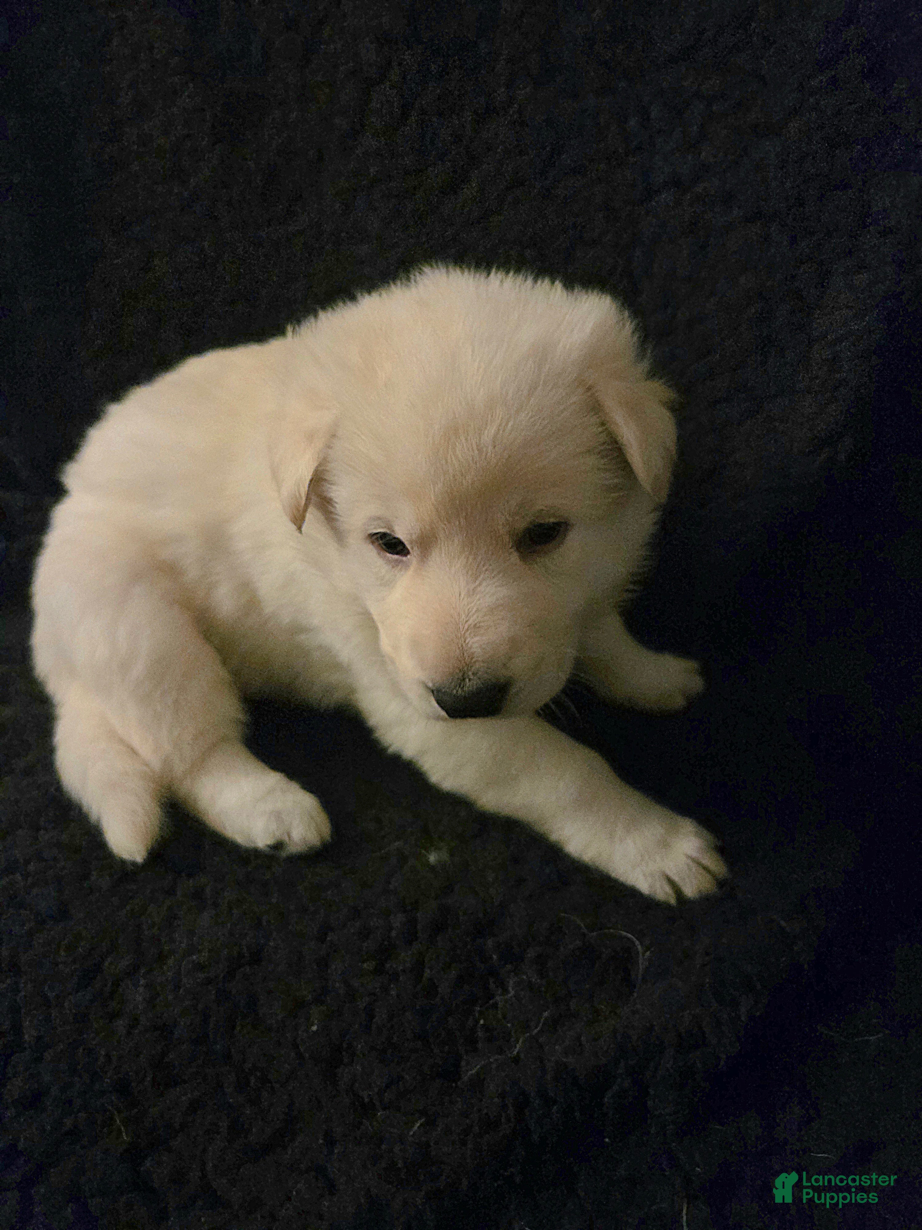 German Shepherd dogs Kristoff - Ad 2