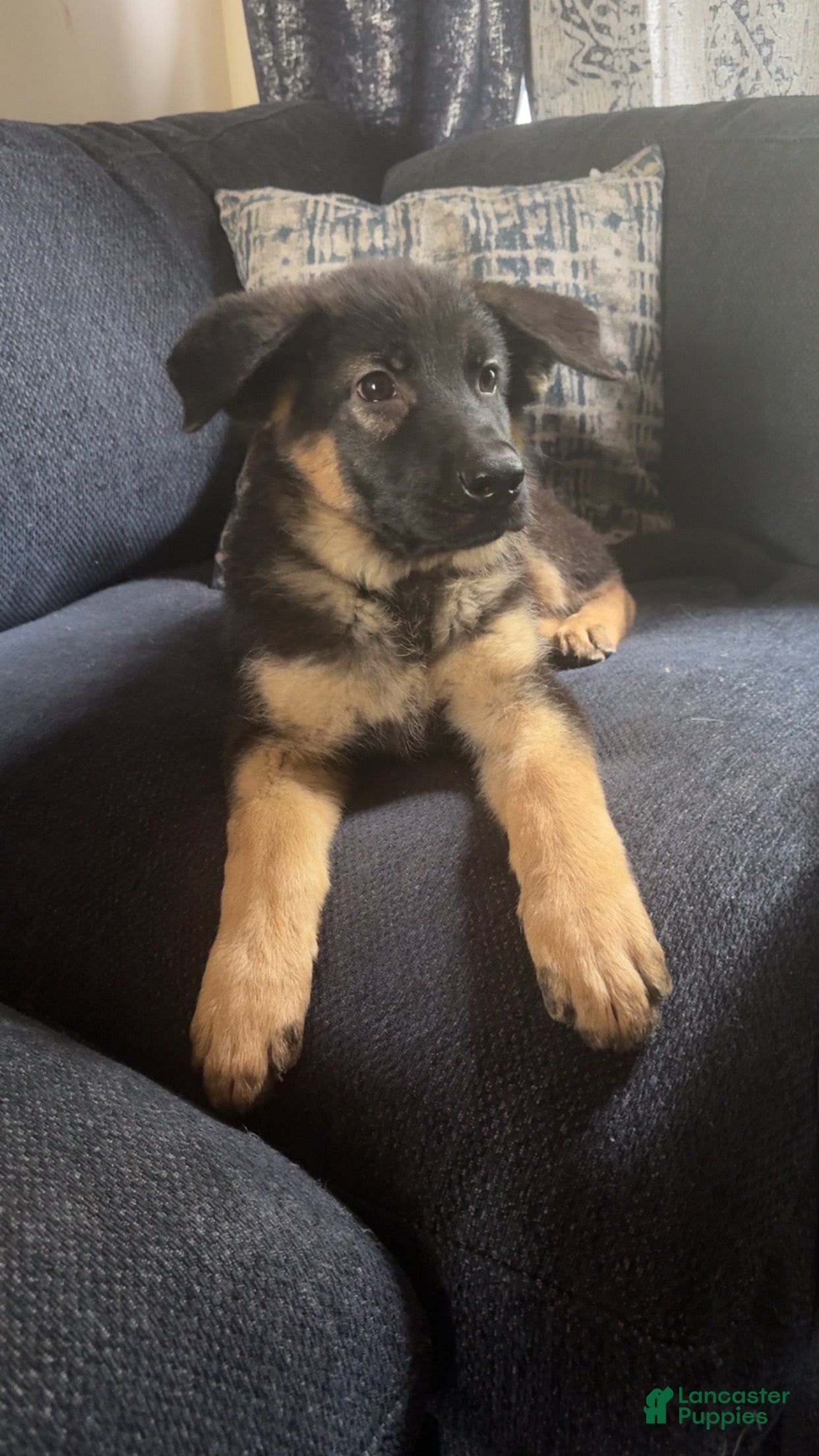 German Shepherd dogs German Shepherd 💚 Collar  - Ad 11