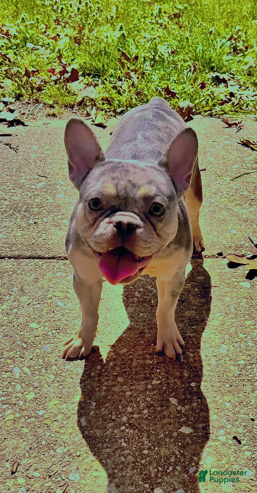 French Bulldog dogs Tinkerbell (Tiny Girl) - Ad 2