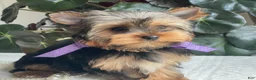 Yorkshire Terrier dogs for sale: Tucker - Ad 18