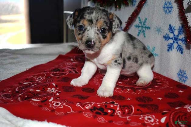 Jack Russell Terrier dogs Blossom - Ad 12