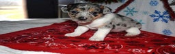 Jack Russell Terrier dogs for sale: Blossom - Ad 1