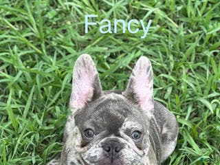 French Bulldog dogs French Bulldog Puppy 1 - Ad 26