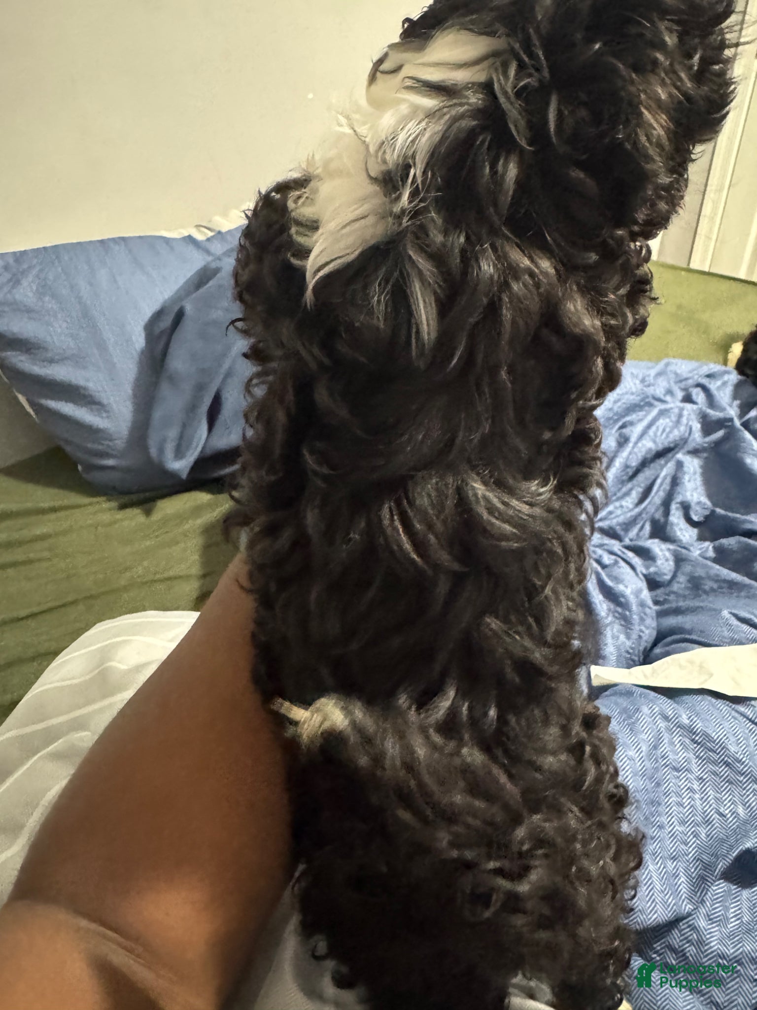 Shih Tzu dogs Shih Tzu Puppy 1 - Ad 2