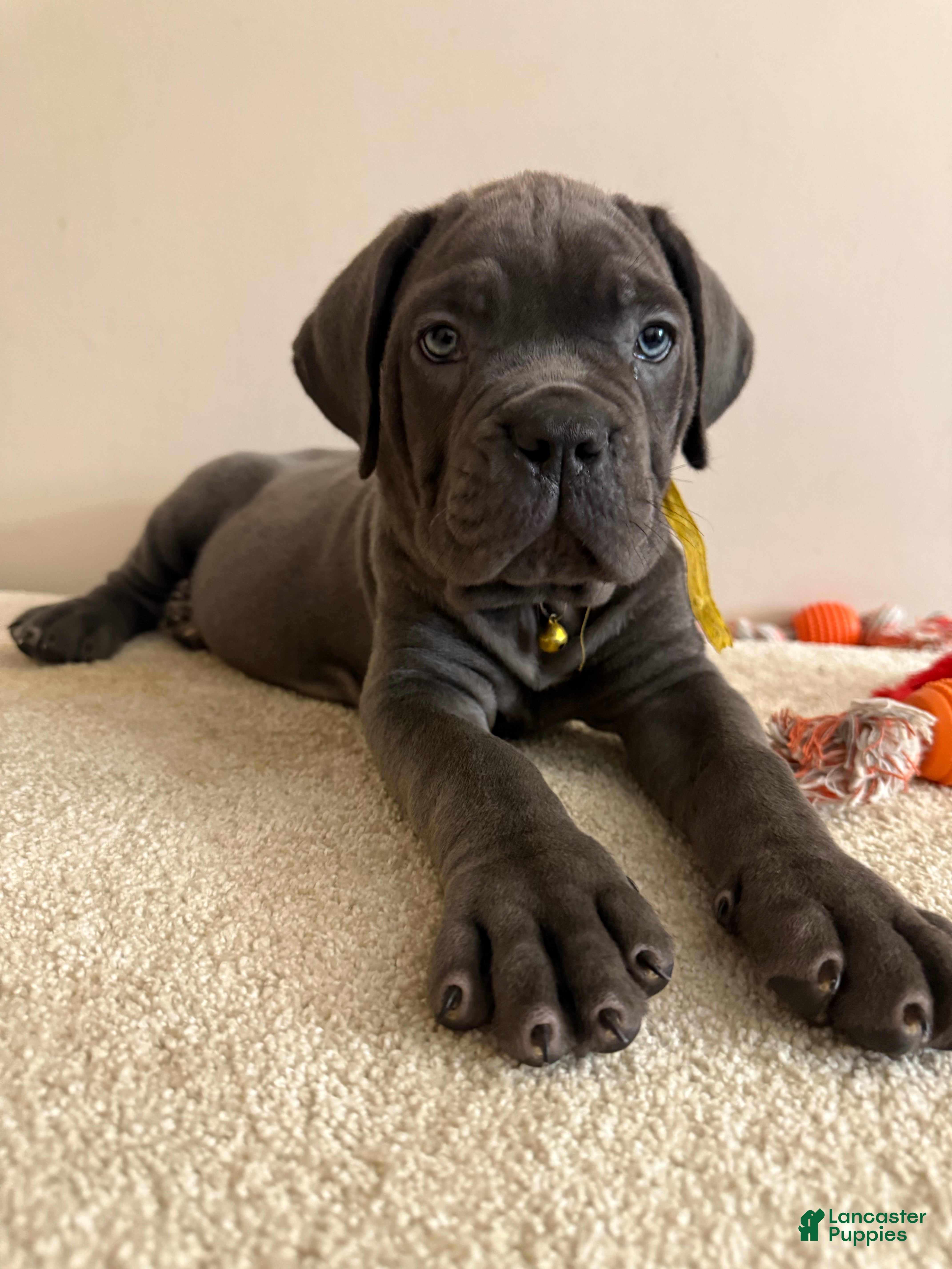 Cane Corso dogs Diamond  - Ad 2
