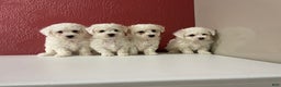Shihpoo dogs for sale: Angel - Ad 6