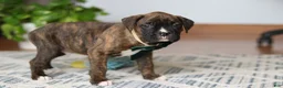 Boxer dogs for sale: Bear - Ad 8