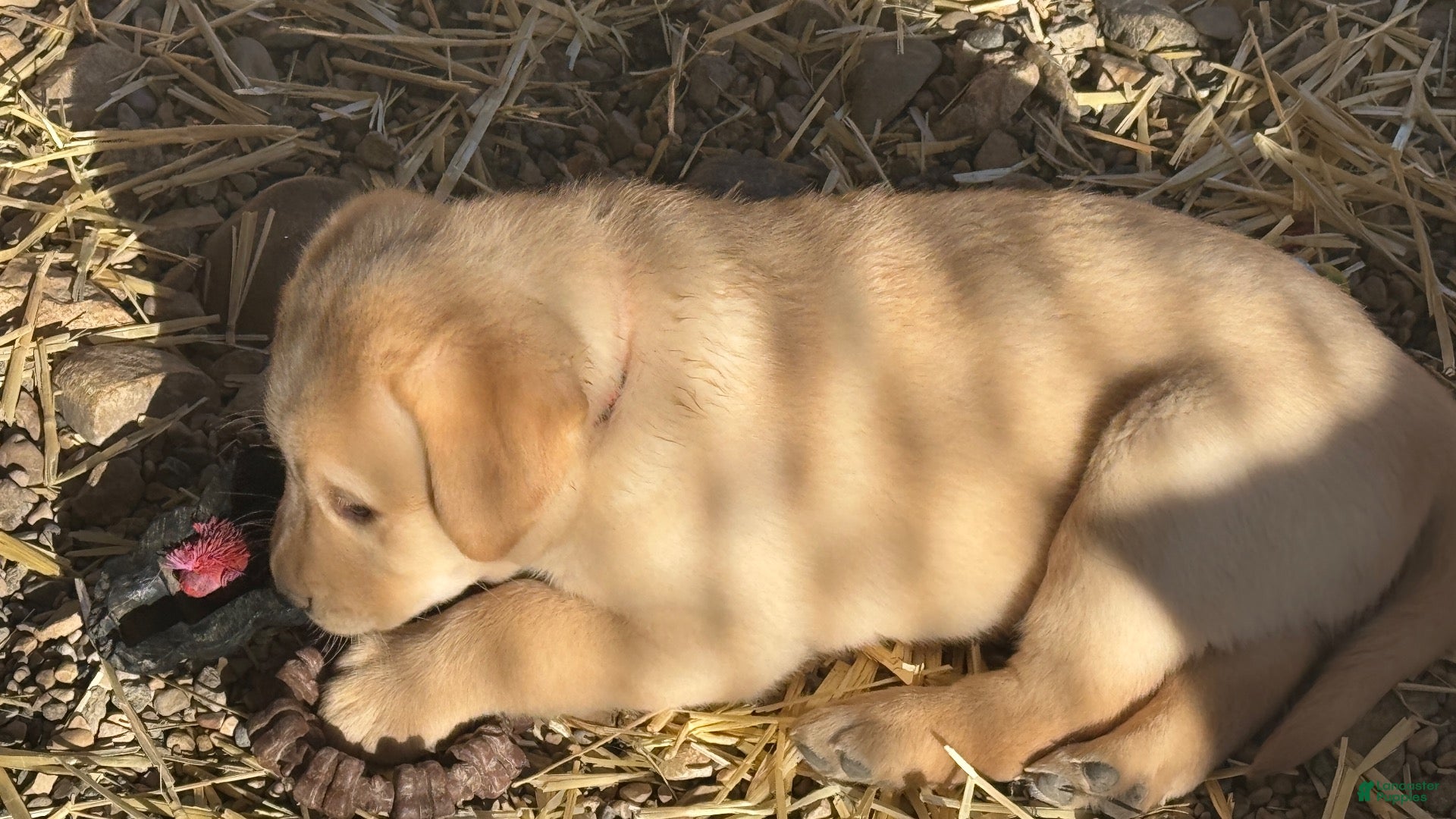 Labrador Retriever dogs Labrador Retriever 2 - Ad 16