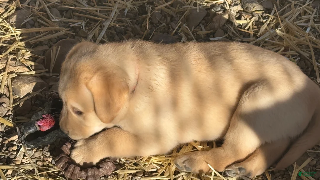 Labrador Retriever dogs for sale: Labrador Retriever 2 - Ad 1