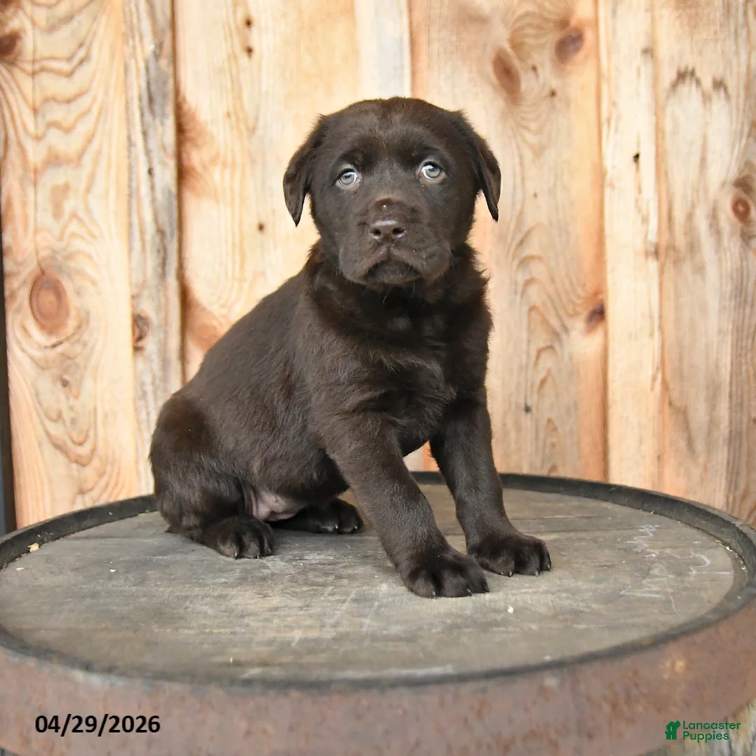 Labrador Retriever dogs for sale: Elsa - Ad 1