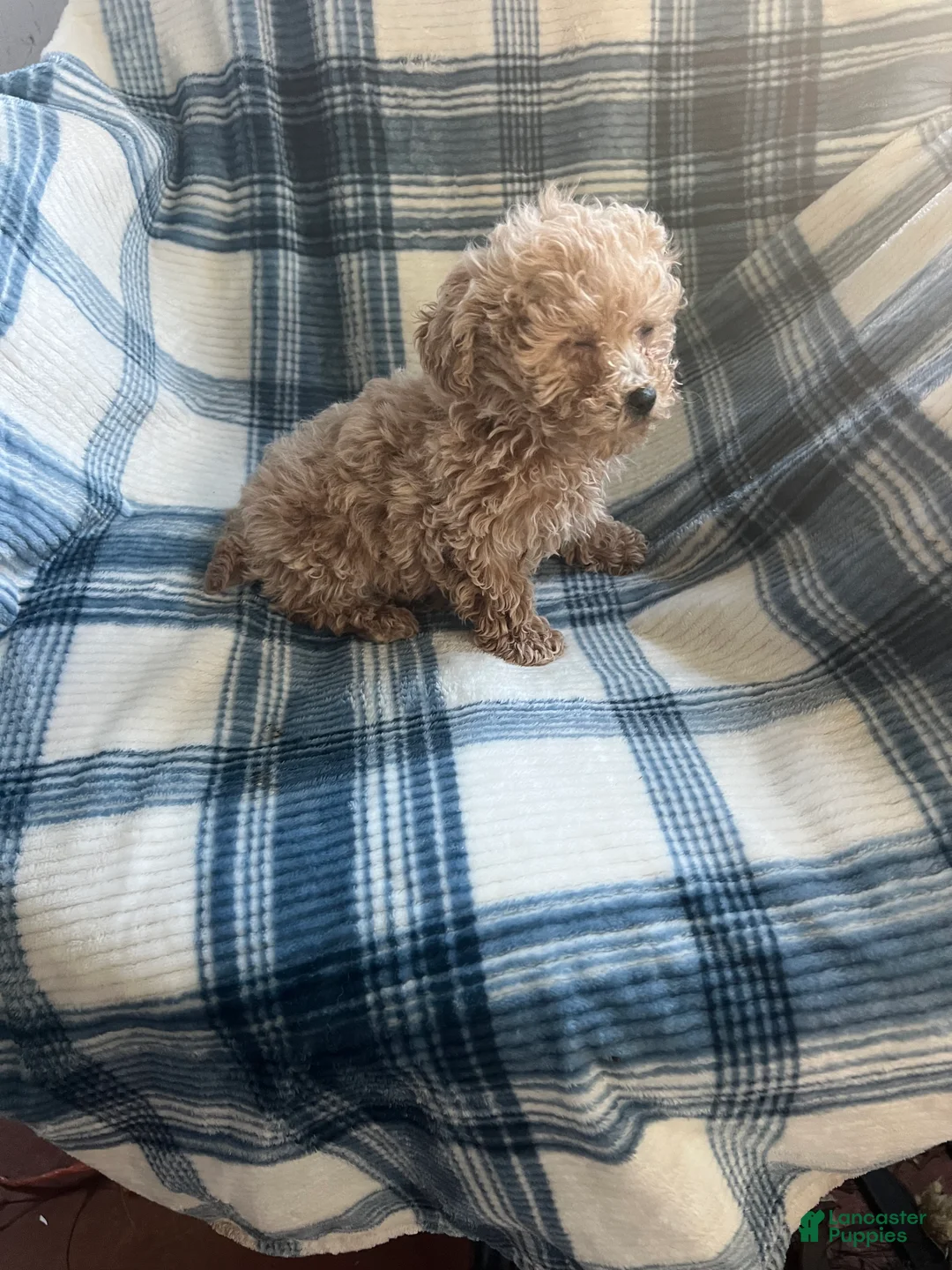 Shihpoo dogs for sale: Peanut (shih-poo) - Ad 3