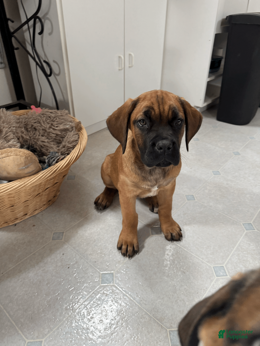 Cane Corso dogs for sale: Teal - teal girl - Ad 5