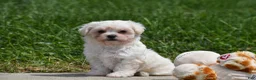 Maltipoo dogs for sale: Ace - Ad 8