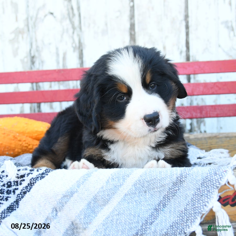 Bernese Mountain Dog dogs Colton - Ad 2