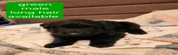 German Shepherd dogs for sale: German Shepherd Puppy 4 - Ad 5