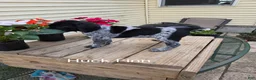 German Shorthaired Pointer dogs for sale: Huck Finn  - Ad 3