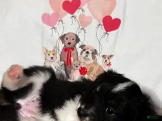 Miniature Australian Shepherd dogs Miniature Australian Shepherd Puppy 8 - Ad 34