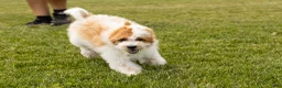 Mini Goldendoodle dogs for sale: Roscoe  - Ad 7