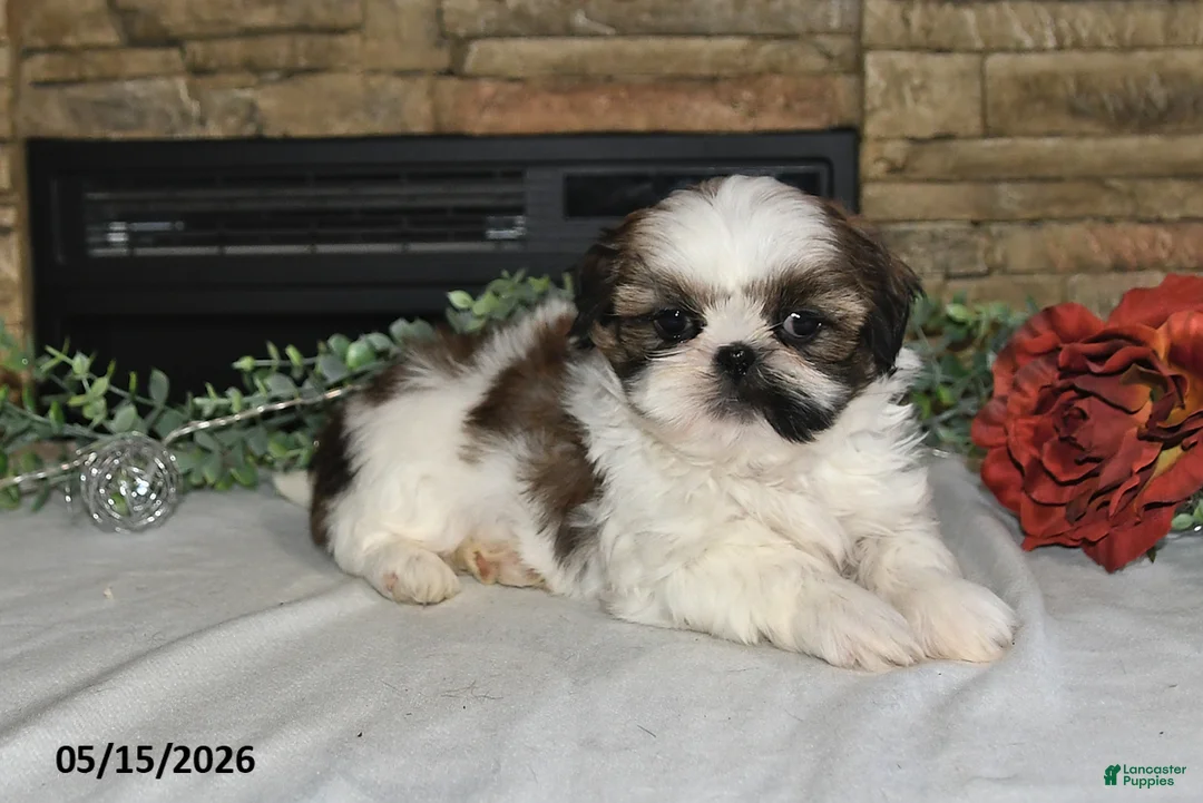 Shih Tzu dogs for sale: Tori - Ad 2