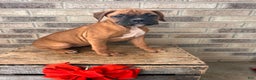 Boxer dogs for sale: Stella - Ad 2