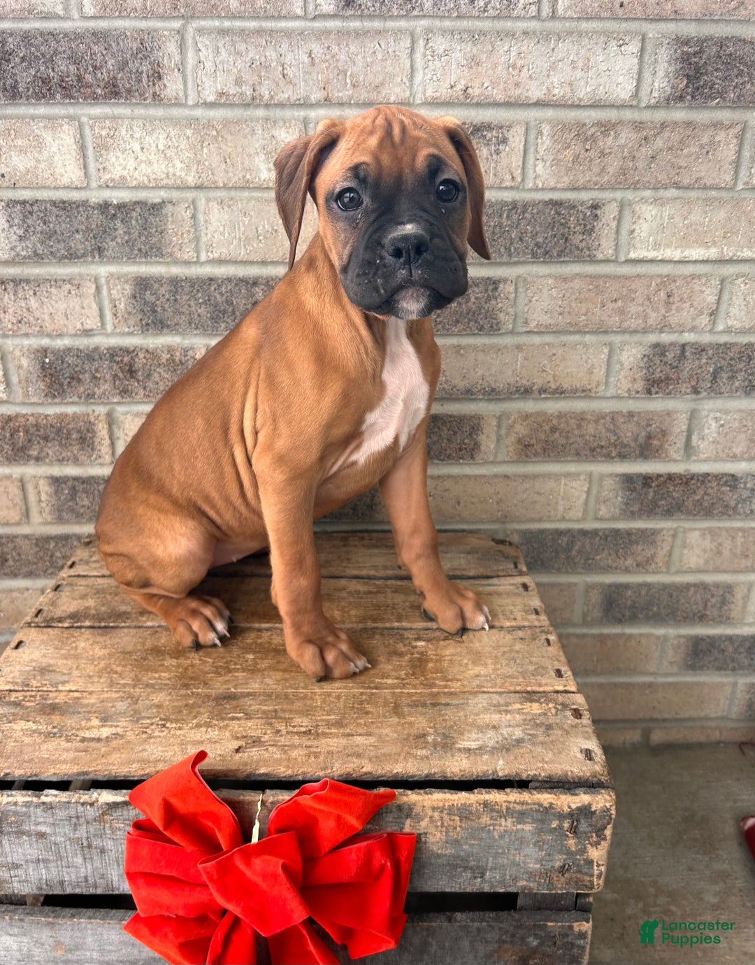 Boxer dogs for sale: Stella - Ad 2