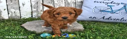 Goldendoodle dogs for sale: Chad - Ad 4