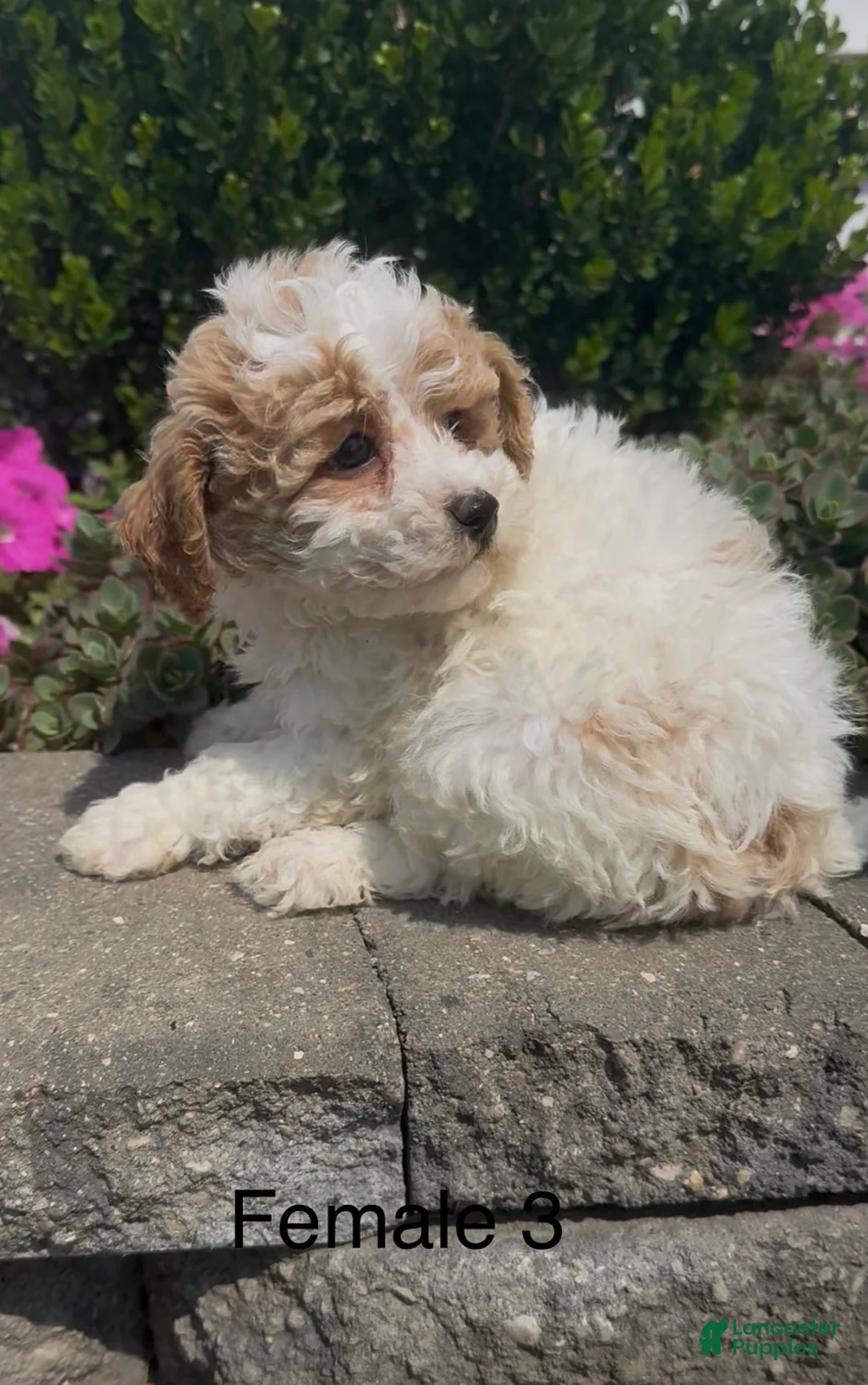 Mixed Breed dogs for sale: Cupcake - Ad 2