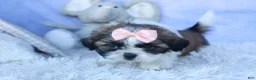 Shih Tzu dogs for sale: SALLY - Ad 7