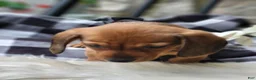 Miniature Dachshund dogs for sale: Butterscotch 💞 - Ad 17