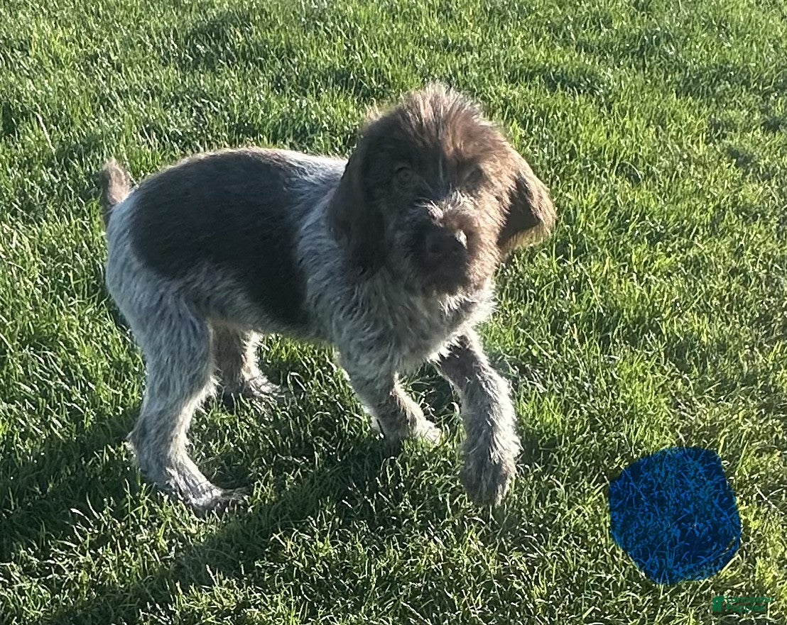 Wirehaired Pointing Griffon dogs Wirehaired Pointing Griffon; "Blue Collar". - Ad 2
